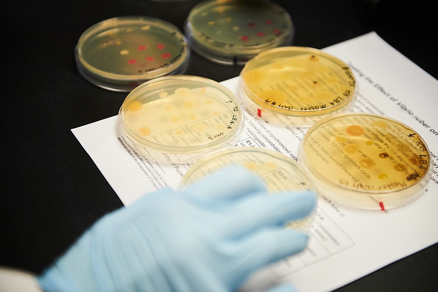 Students work with bacteria cultures in a microbiology lab